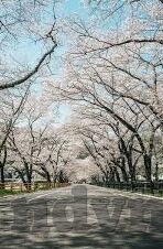 精品香蕉一区二区三区-探索香蕉的甜蜜之旅，一区、二区、三区的独特魅力